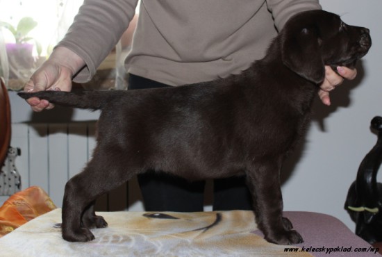 20.3labrador5