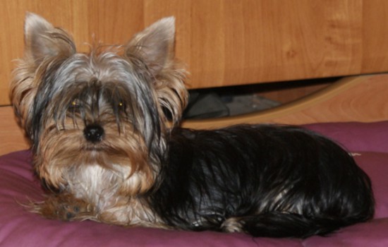 SONY DSC