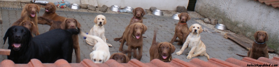K odběru pejsci a fenky chesaeapek bay retrivera....